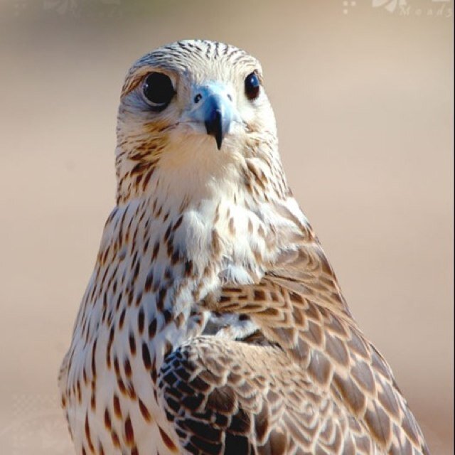 MagnumVip's profile picture. 