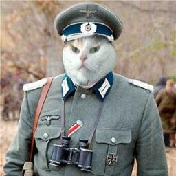 Капитан кот