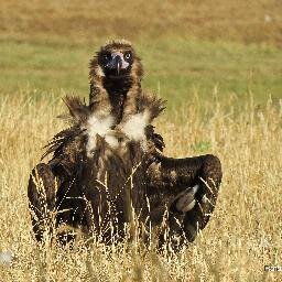 Ornitólogo, o pajarero o como usted quiera llamar al que de manera profesional o aficionada vive por y para las aves, y el medio que las rodea.