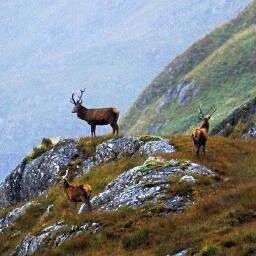 News and views from the organisation representing Scotland's Deer Management Groups