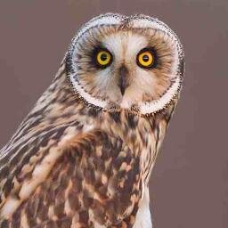 AntrimRG's profile picture. A virtual Group supporting ringing in your historic County for @__COO. Conserving species and their habitat through scientific study.