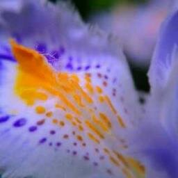 orchidea selvaggiaさんのプロフィール画像