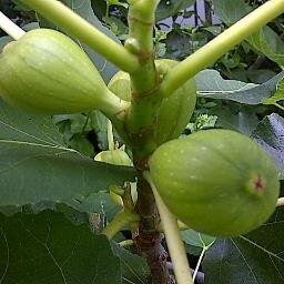 kostadaras's profile picture. 