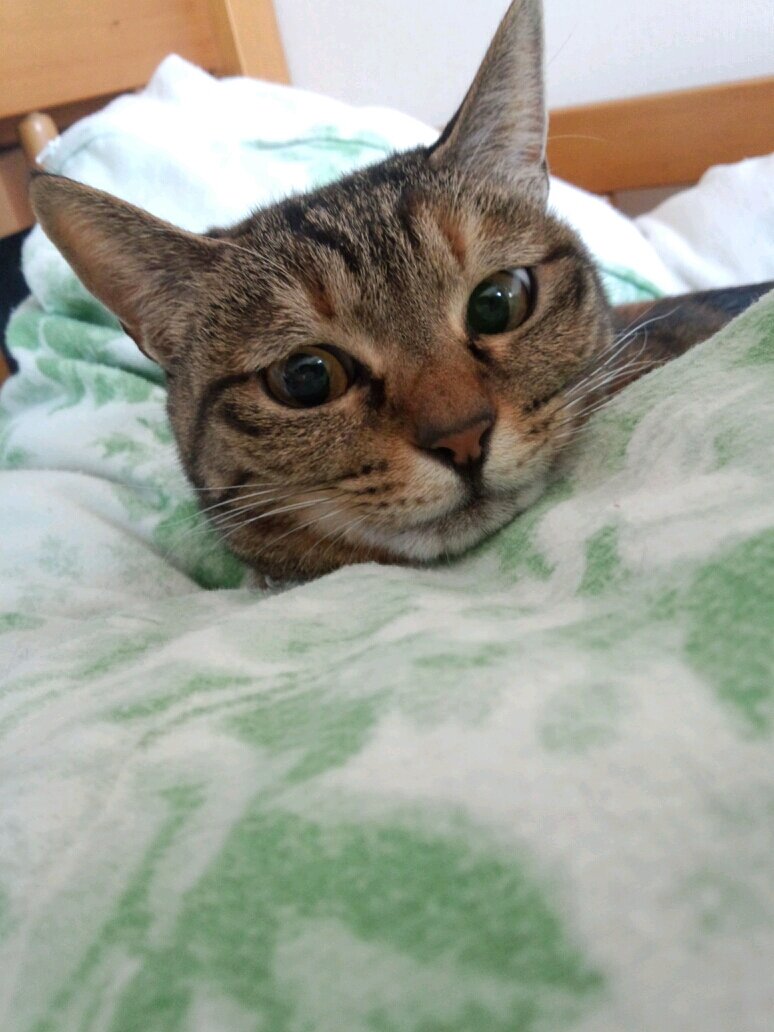 AiFuture's profile picture. 暑い夏休み。ずっと休みがいい！