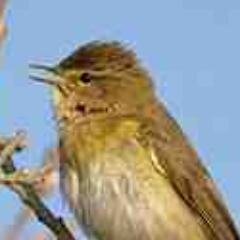 A virtual Group supporting ringing in your historic County for @__COO. Conserving species and their habitat through scientific study.