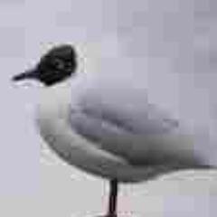 A virtual Group supporting ringing in your historic County for @__COO. Conserving species and their habitat through scientific study.