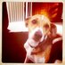 Digby the Dog (@iamdigbythedog) Twitter profile photo Digby the Dog (@iamdigbythedog) Twitter profile photo