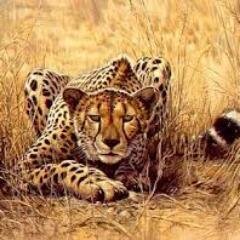 Hermosos paisajes, animales e impresionantes imágenes. ¡Sorprendente!