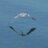 RunningInShoes's avatar