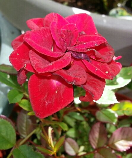 VanIslFreedom's profile picture. For freespeech news & info, join Rumble
& https://t.co/lVWszI6EPG