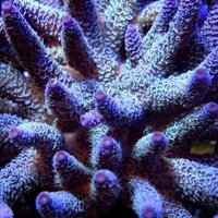 Vladiopora millepora (@vladfragdit) 's Twitter Profile