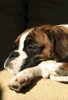 Based in NW London, grooming in a relaxed environment for your dog, individual attention, no crates, collection / delivery available.