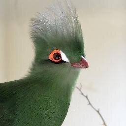 Wikipédien sorti de l’œuf
[Crédits avatar : Chrumps/CC-BY-SA]