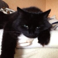  a. (@quitschi2111) 's Twitter Profile