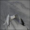 HAMDI البسيوني - @SheliaBauer14 - Twitter