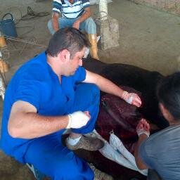 Medico Veterinario Especialista en Reproducción Bovina y Transferencia de embriones