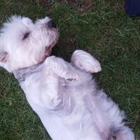 rikypositano (@rikypositano) 's Twitter Profile