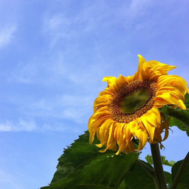 Tweeting all my obsessions--#abed, gardening, genealogy, parenting, food, and the ins & outs of life in lovely #yeg.