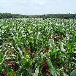 Consultor Agrícola