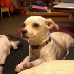 kitiaralady's profile picture. I'm a bookaholic who can't get enough. I'm also a dog lover. I have 3 of my own. A grandmother who loves to cook, sew & do crafts.