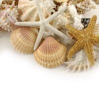 Shelly Voelker (@shellyvoelker) 's Twitter Profile