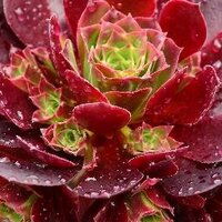 surreal succulents (@srealsucculents) 's Twitter Profile