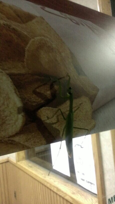 Litfoe's profile picture. Misplaced