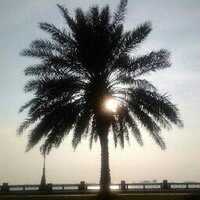 غادة السعوي (@ghadh_kaled) 's Twitter Profile