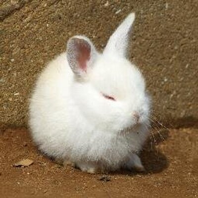うさぎの画像botさんgold Usagicutepic Twitter