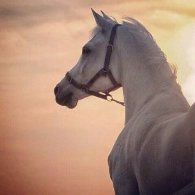 وحِينَ يكُونَ الامّلَ باللہ موجُودَ لاَ يُوجدَ مكَانَ للمُستحِيلَ
