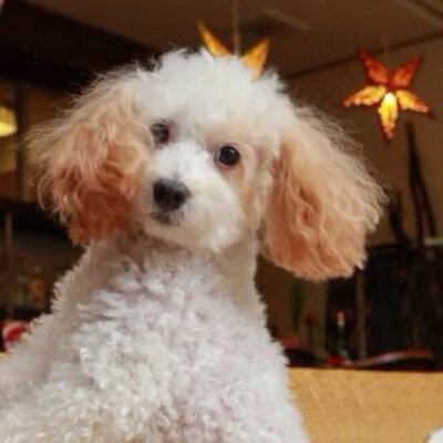みう トイプードル ぐう いびきで お隣のワンコがびっくり ごめんね みう トイプードル ぐう いびきで お隣のワンコがびっくり ごめんね