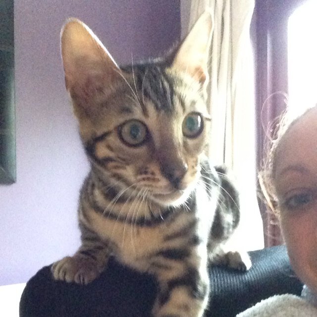 BlixSM2013's profile picture. 