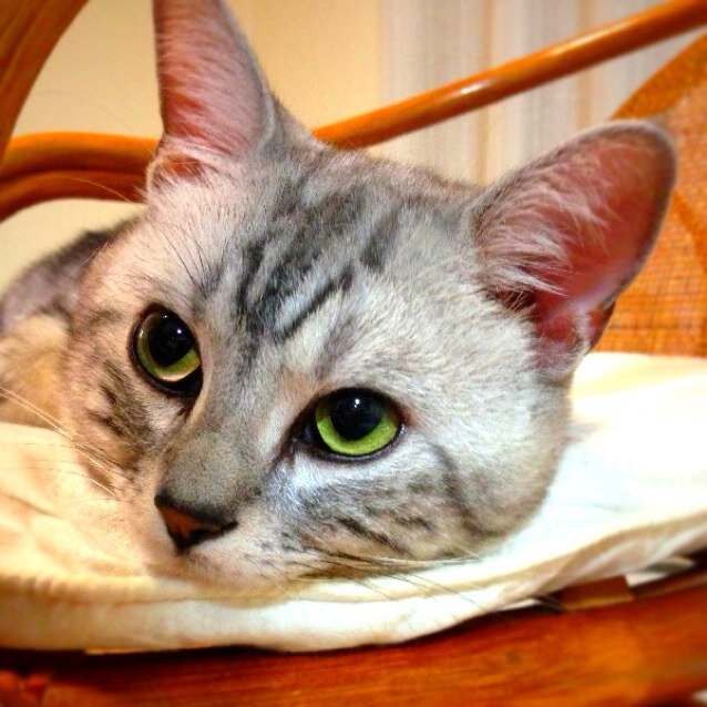ゆず/ねこ/あだ名がたいつです。