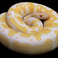 Royal Python Fans (@royalpythonfans) 's Twitter Profile