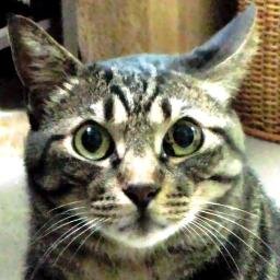 ta5ken's profile picture. とうとう還暦を迎えてしまいました。年金受給までは地道に労働します。
リツイート中心ですが、緩やかな反骨精神を持ち、真の平和を望み、軽やかな市民運動にも参加しています。ホルモン最高！ホッピー最高！