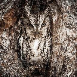 Netzlicihuatl's profile picture. 