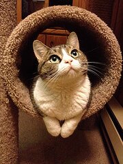 日常生活に疲れていませんか？ほっこりひと息。