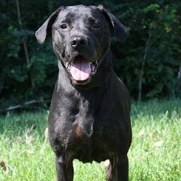 dogscommand's profile picture. 