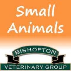 Providing veterinary care to pets and small animals in the Ripon, Easingwold and Pateley Bridge areas of North Yorkshire