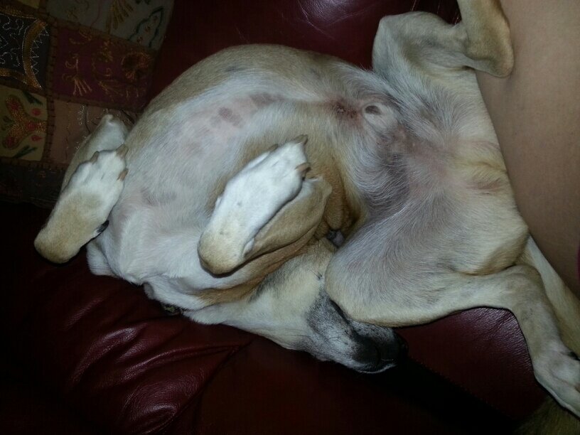 Let Sleeping Dogs Lie