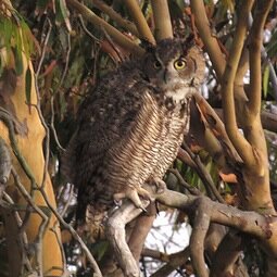 Naturalist, photographer, observer of nature
