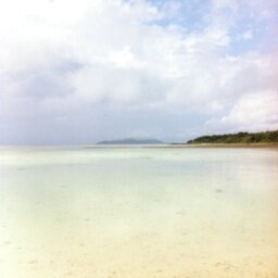 jkanekomas's profile picture. 味：クワガ　カブトムシ飼育