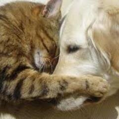Unique Products for Pets and Their Parents