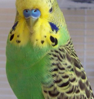 BradleysBudgie's profile picture. I'm the mad cunt living in Bradley Forsyth's room. Like: Monging out, shagging Hate: Twats, cats, and the smell when Bradley wanks.