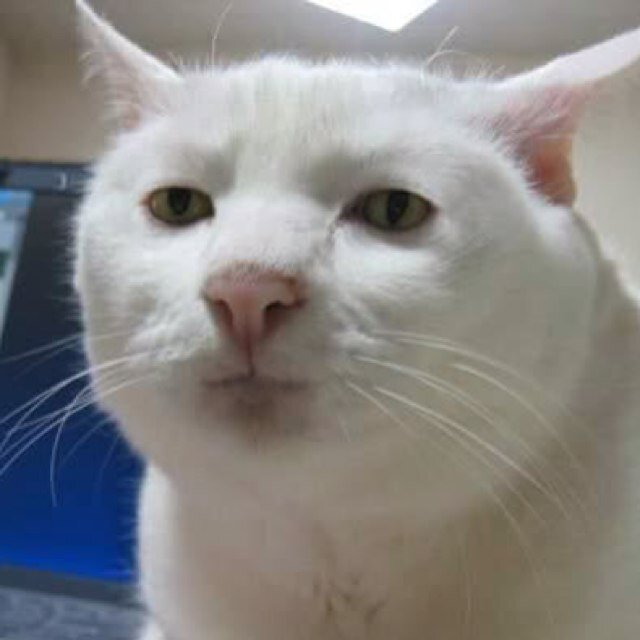 I know my name sounds like a monkey but I'm really just a cat . You know, It's hard to type on a phone because the screen is too small for my paw.