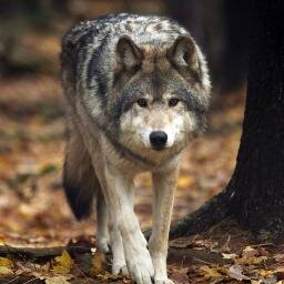Wolf_Pics's profile picture. ♥ Here you will discover the beauty of wolves! ♥
and you can also find additional information! Wolves are amazing animals! ♥
do you like wolves? then this page
