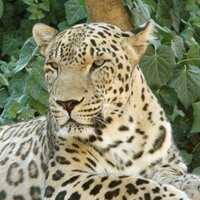 pawing at straws (@lycanleopard) 's Twitter Profile