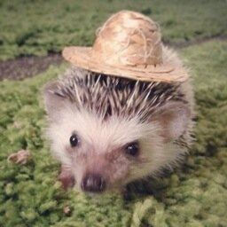 Hello, I am a hedgehog working at Jiae Hwang's studio.