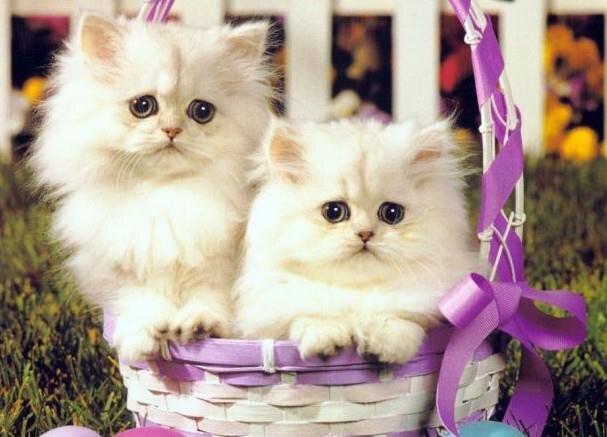 Indonesia cat asusiation , cat lovers , information all about cat , komunitas kucing indonesia