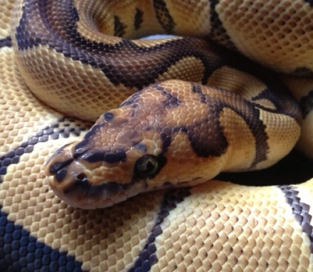 Canningballz's profile picture. HOBBYIST / BREEDER of Quality Royal/Ball Pythons.